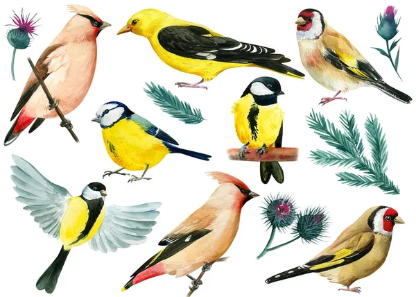 Waxwing on a branch, tit, blue tit, oriole, goldfinch. set of birds on an isolated white background, watercolor drawing. — Stok fotoğraf