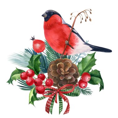 Boğa ispinozu, çobanpüskülü, ladin dalları, yalıtılmış beyaz arka plandaki kuşlar, Viktorya dönemi klipleri. Noel suluboya resmi.