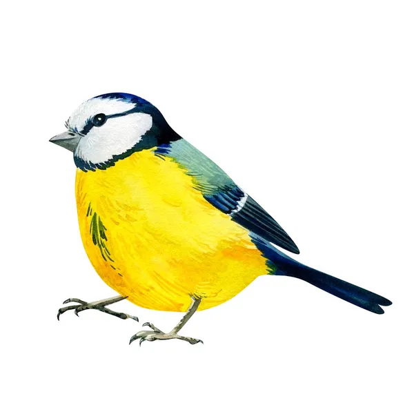 Синя цицька на ізольованому білому тлі, акварельний малюнок. Жовтий птах — стокове фото