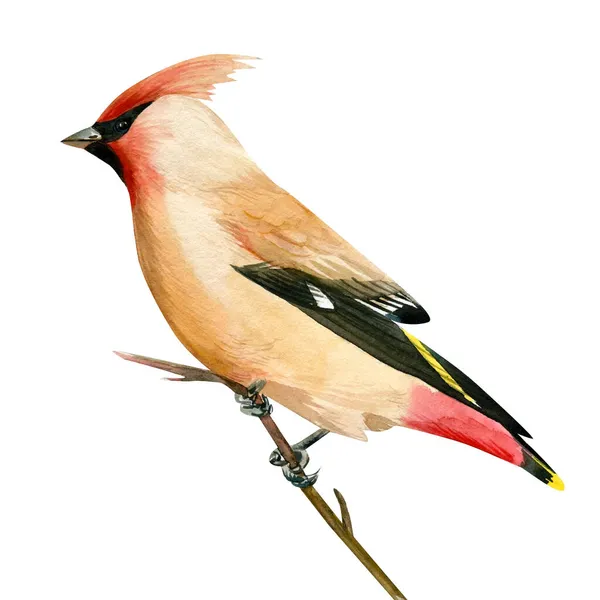 Cera de aquarela em um ramo. Pássaro sobre um fundo branco isolado, desenho. — Fotografia de Stock