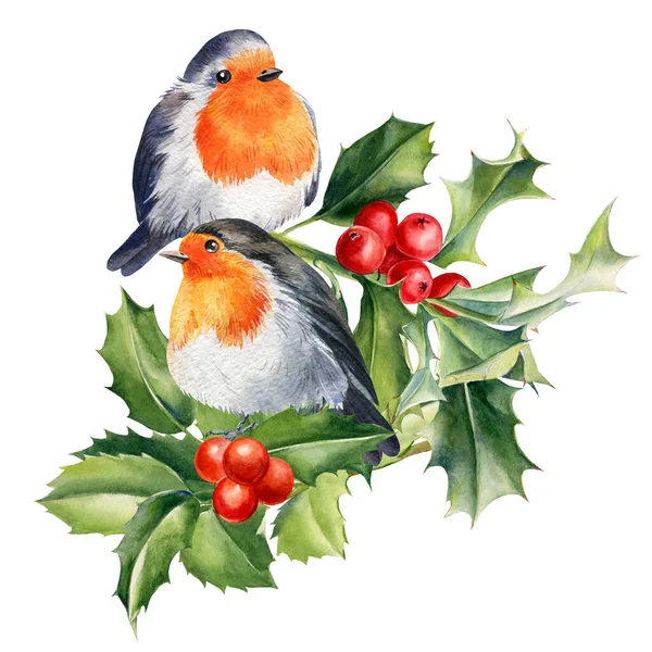 Robin, ramos de azevinho e baga. Aves aquarela ilustração — Fotografia de Stock