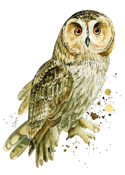 Cute owl and paint splashes on an isolated white background, watercolor drawing. Bird poster — Stock Photo, Image