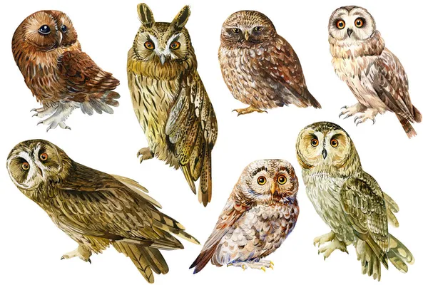 Set owl, birds on an isolated white background, watercolor drawing. — Stock Photo, Image