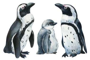 Penguenler izole edilmiş beyaz bir zemin, suluboya resimler, şirin bebek penguenler.