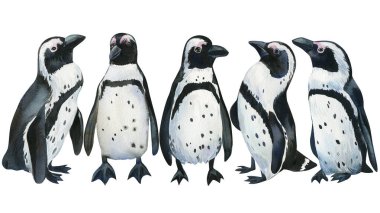 Penguenler izole edilmiş beyaz bir zemin, suluboya çizimleri. Kutup kuşlarını ayarla