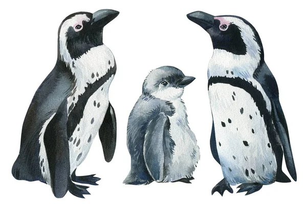 Penguins an isolated white background, watercolor illustration, cute baby penguin — Stock Photo, Image