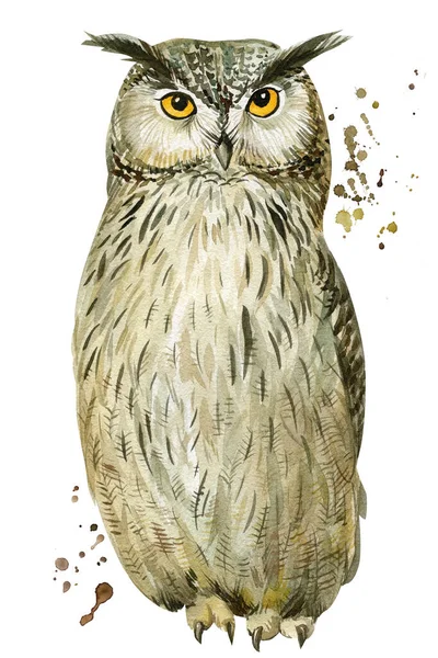 Owl on an isolated white background, watercolor illustration — Stock Photo, Image