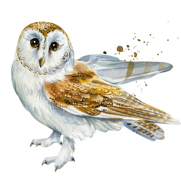 Owl barn owl on a white background watercolor — Stock Photo, Image