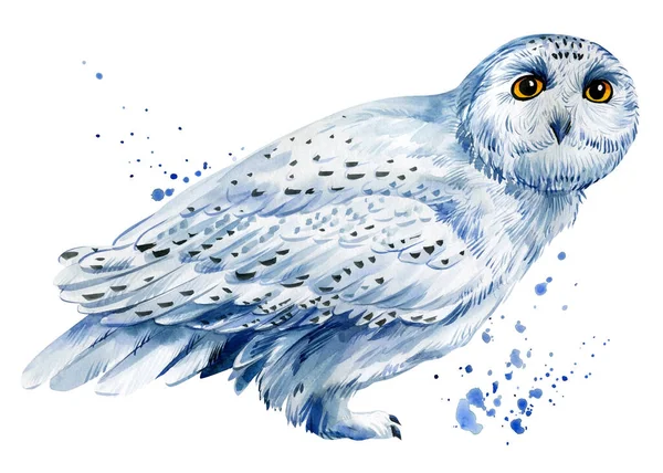 Sněžná sova na izolovaném bílém pozadí akvarel ilustrace. Sněhobílí ptáci — Stock fotografie