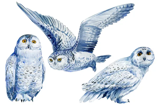 Conjunto de búhos blancos sobre fondo blanco aislado ilustración acuarela. Aves nevadas —  Fotos de Stock