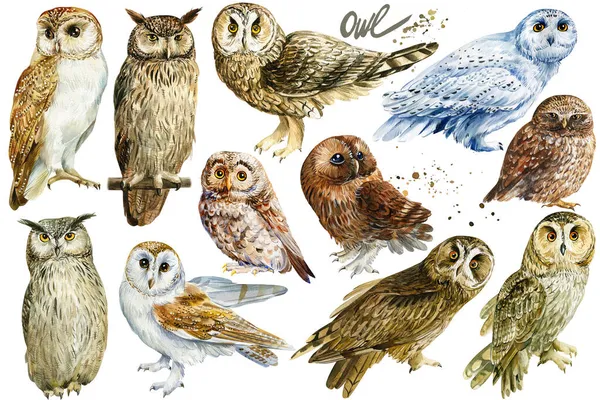 Owls on an isolated white background, watercolor illustration. Birds portrait hand painted. Wild life — Stock Photo, Image