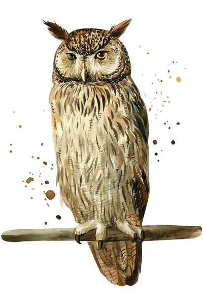 Owl on an isolated white background, watercolor illustration. Eagle owl — Stock Photo, Image