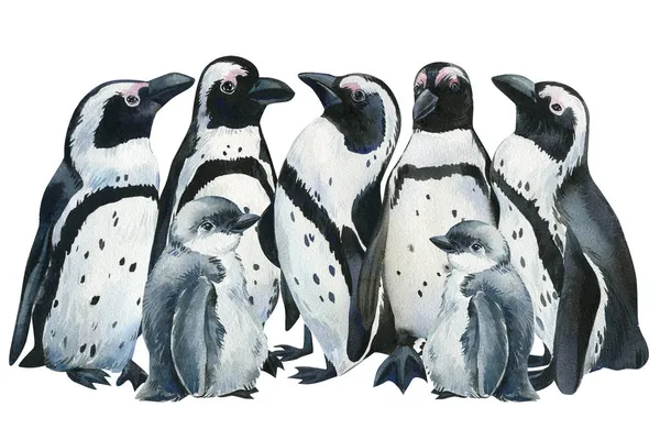 Pinguins um fundo branco isolado. Ilustração aquarela inverno — Fotografia de Stock