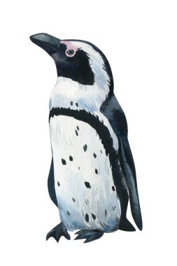 Penguen izole edilmiş beyaz bir arka plan. Suluboya resim 