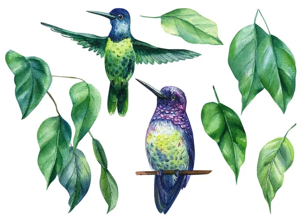 Colibrí sobre fondo blanco, ilustración en acuarela. Aves tropicales y hojas de ficus — Foto de Stock