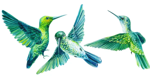 Aquarelkolibries. Set tropische vogels op een geïsoleerde witte achtergrond, Trendy print. — Stockfoto