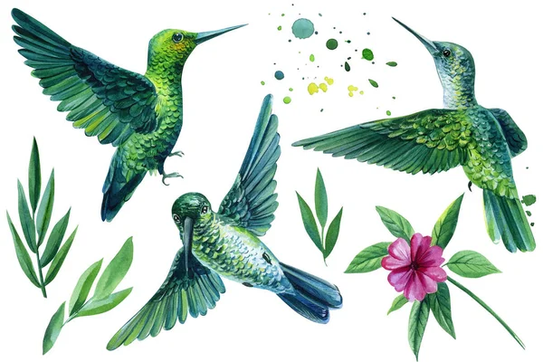 Набір тропічних птахів і квітів на ізольованому білому тлі, акварельна ілюстрація. колібрі — стокове фото