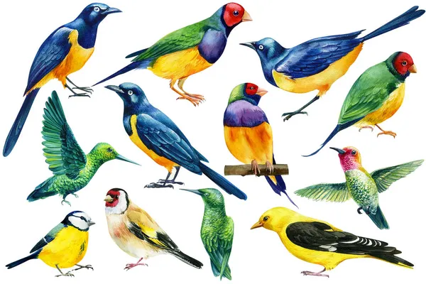 Set of tropical birds on isolated white background, watercolor starling, hummingbird, goldfinch, oriole and blue tit — Photo