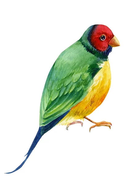 Bunte tropische Vögel. Amadines Aquarell-Illustration. Australien-Amadina-Vogel — Stockfoto