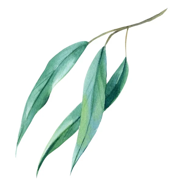 Eukalyptus gren tropiska blad akvarell illustration. — Stockfoto