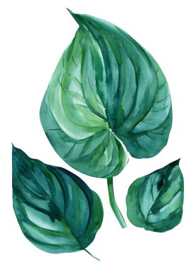 Beyaz arka planda tropik yapraklar, suluboya çizimler, orman tasarımı. Botanik resim