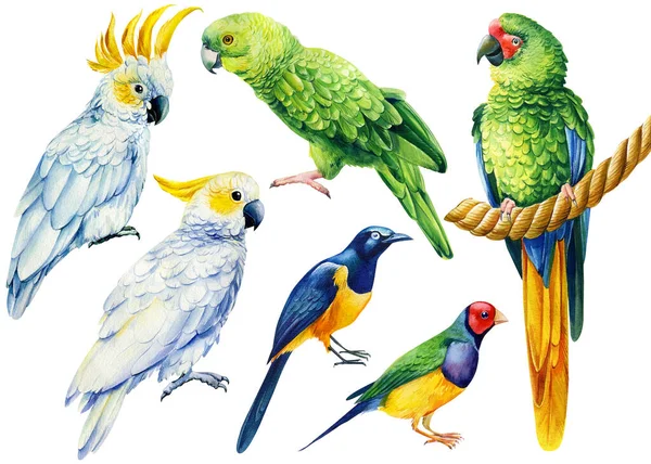 Papegoja, akvarell tropiska fåglar, macaw, cockatoo, vit isolerad bakgrund, handritning — Stockfoto