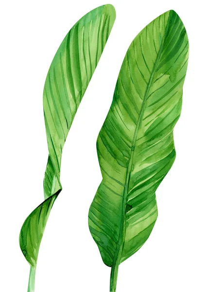Hojas de palmera de plátano sobre fondo blanco, ilustración de acuarela, diseño de la selva. Plantas tropicales — Foto de Stock