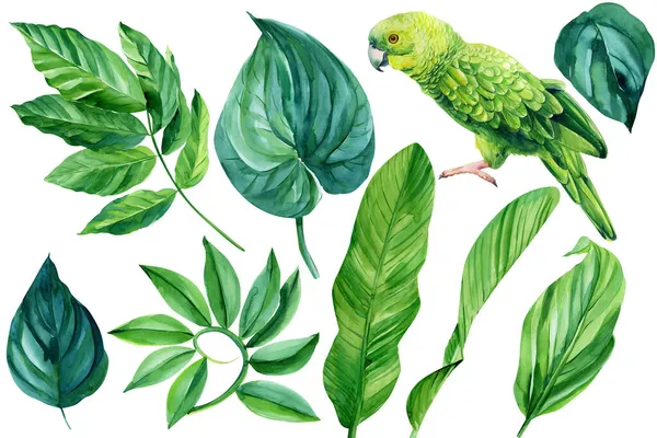 Uppsättning papegoja och tropiska blad på vit bakgrund, akvarell illustration, djungel design. Tropiska växter — Stockfoto