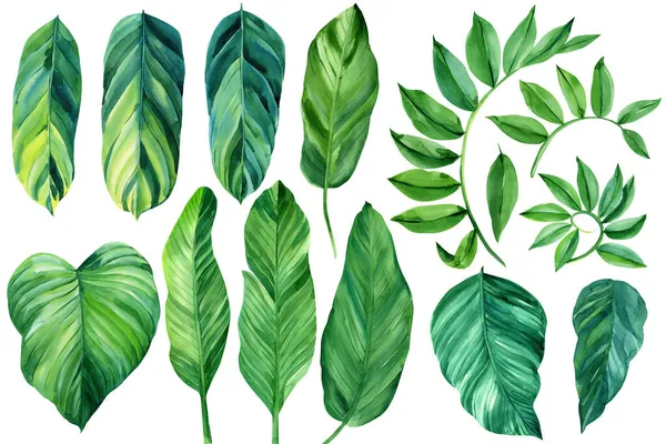Conjunto tópico, hojas de palma verde, ilustración de acuarela sobre fondo blanco aislado —  Fotos de Stock