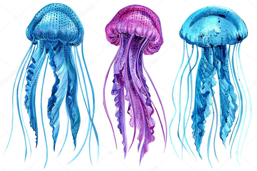 Set of jellyfish on an isolated white background, watercolor illustration, blue and pink jellyfish painting