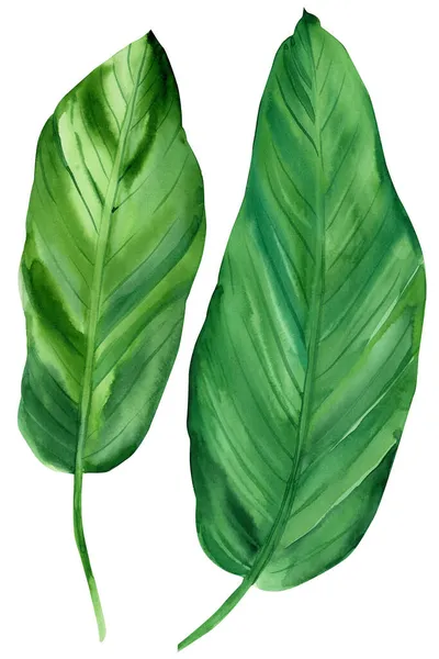Illustrazione topica verde foglia acquerello su sfondo bianco isolato — Foto Stock