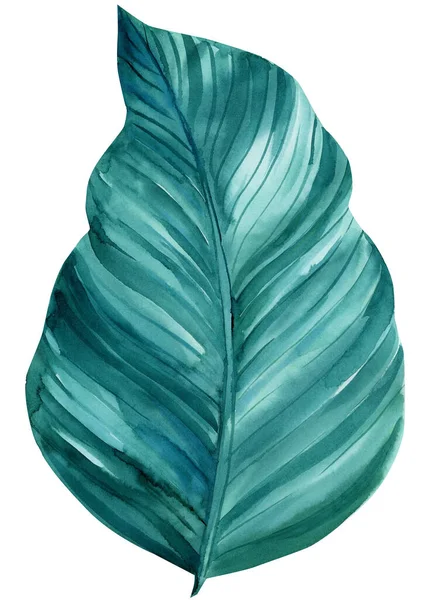 Aktuelle blaue Blatt-Aquarell-Illustration auf isoliertem weißen Hintergrund — Stockfoto