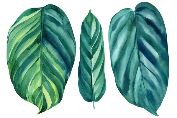 Ilustrações aquarela conjunto de folhas tropicais, selva densa. Verão tropical, design de papel de parede. — Fotografia de Stock
