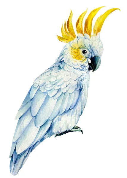 Papegoja cockatoo, akvarell tropisk fågel, vit isolerad bakgrund, handritning — Stockfoto