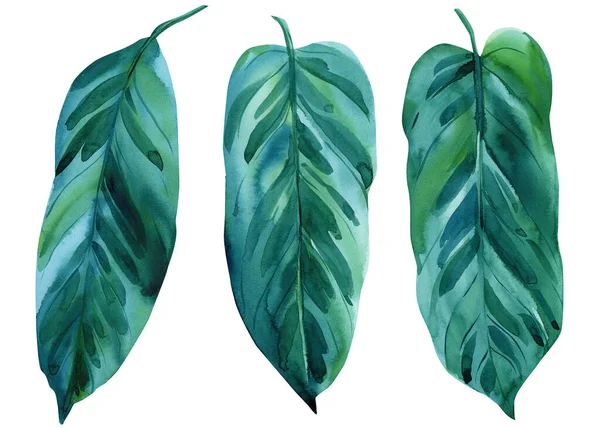 Εξωτικά φύλλα. Βοτανική ζωγραφική ακουαρέλα απεικόνιση σε απομονωμένο λευκό φόντο — Φωτογραφία Αρχείου