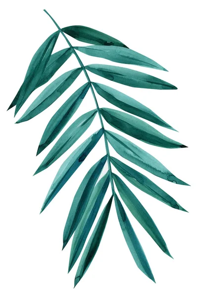 Akvarell Palm Leaf på en vit bakgrund. abstrakt målning illustration — Stockfoto