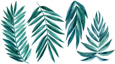 Suluboya mavi hindistan cevizi seti, palmiye yaprağı, tropikal yapraklar beyaz arka planda izole edilmiş.. 