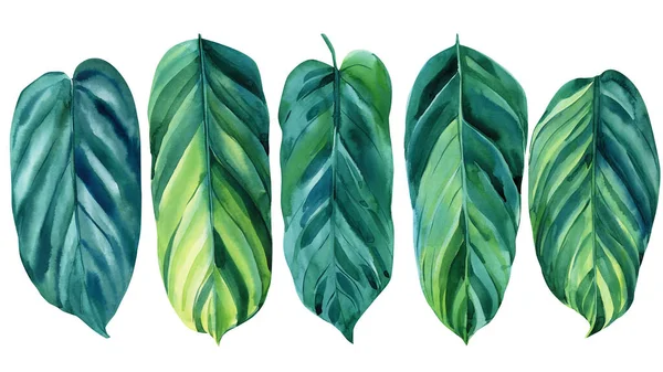 Akvarelové tropické listy, džungle. Tropické léto, balicí papír, textil, tapety. — Stock fotografie