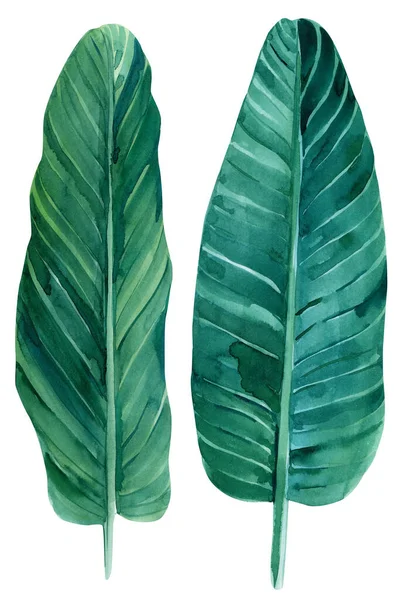 Palm Leaves. Éléments aquarelles de plantes sur fond blanc, peinture botanique jungle. Clipart — Photo