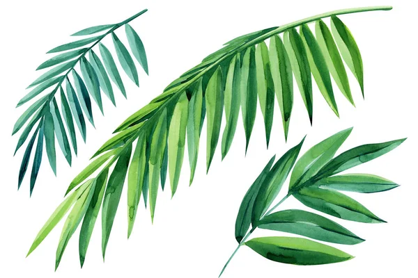 Set of green tropical leaves on white background, watercolor illustration, jungle design, coconut palm leaf — Stock Photo, Image