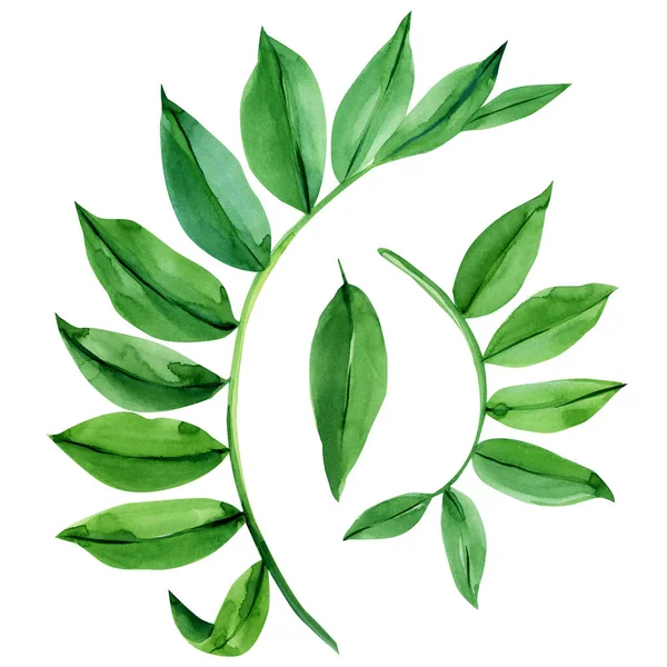 Topique feuilles vertes aquarelle illustration sur fond blanc isolé — Photo