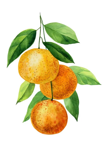 熱帯緑の枝北京語、白の背景にオレンジの枝。水彩手描き、夏のクリップアート — ストック写真