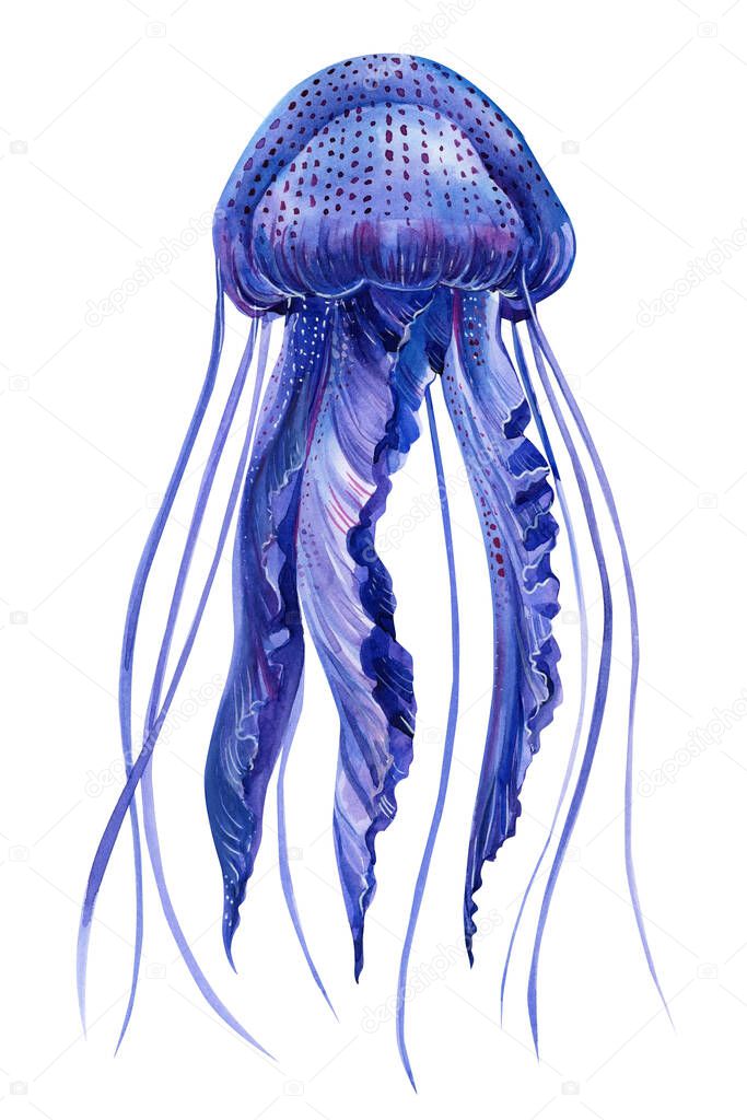 Blue Jellyfish on an isolated white background, watercolor illustration