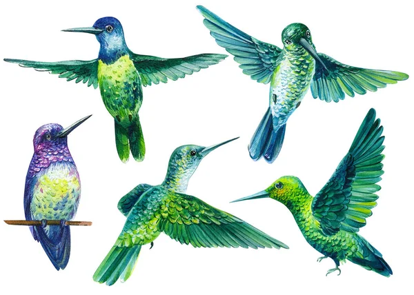 Establecer hermosas aves tropicales, colibríes en fondo blanco aislado, acuarela ilustración — Foto de Stock