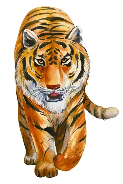 एक अलग सफेद पृष्ठभूमि पर बाघ, वाटर कलर हैंड ड्राइंग — स्टॉक फ़ोटो, इमेज