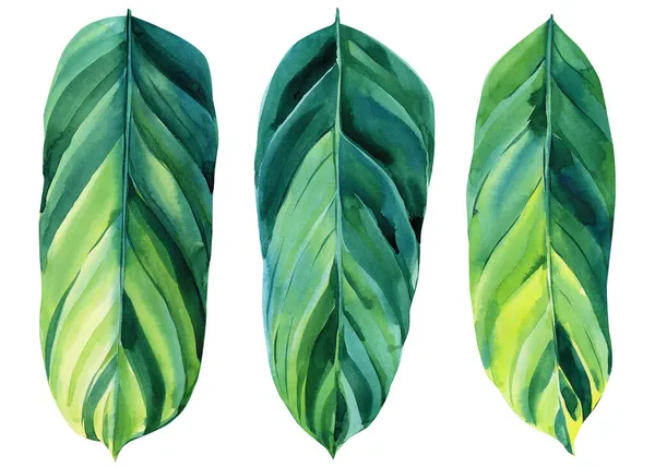 Illustrations aquarelle ensemble de feuilles tropicales sur fond blanc isolé. Calathea — Photo