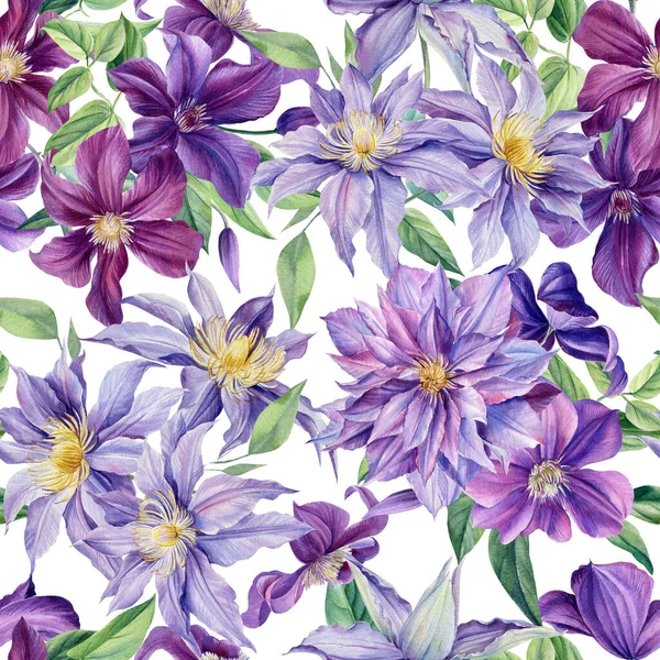 Clematis, yapraklar ve suluboya el çizimi. Çiçeksiz desen. Mor Çiçekler. — Stok fotoğraf