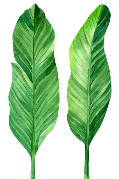 Tropische Pflanzen. Bananenpalmenblätter auf weißem Hintergrund, Aquarell-Illustration, Dschungel-Design. — Stockfoto