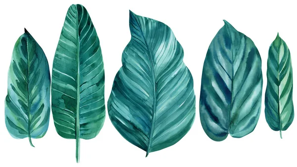 Ilustrace akvarelů. Tropické listí, džungle. Tropický balicí papír, textil, tapety. — Stock fotografie