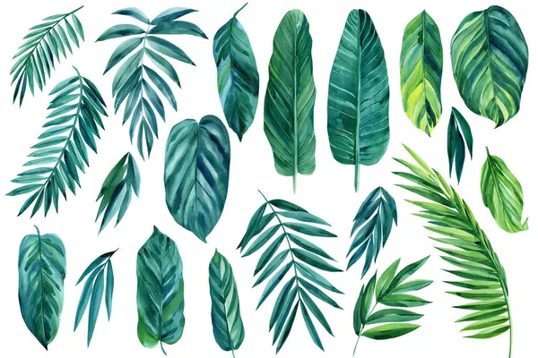 Egzotik Palm Leaves. Bitkilerin suluboya elementleri beyaz arka planda. Botanik resim suluboya çizimi — Stok fotoğraf